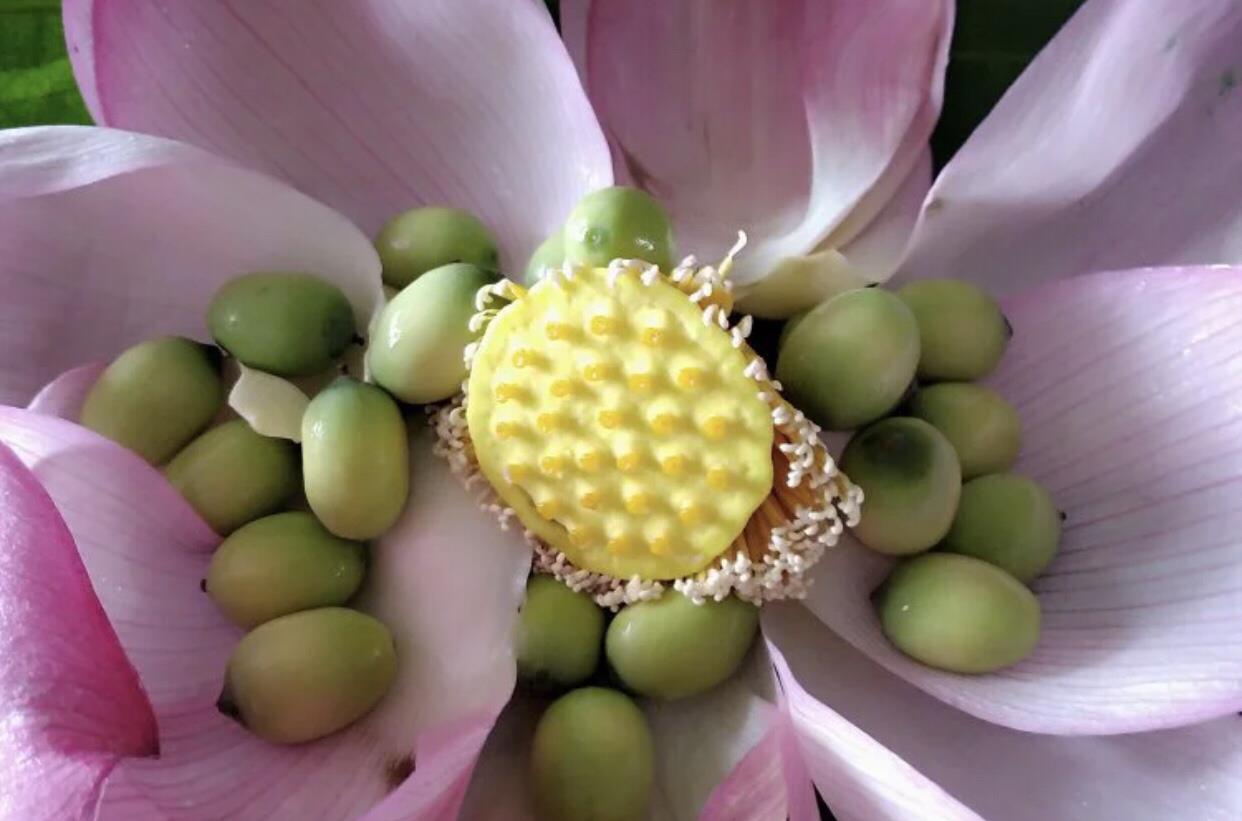 莲子|7月这菜正当季,买来剥皮一炖,清火养胃消暑气,三伏天喝好滋润