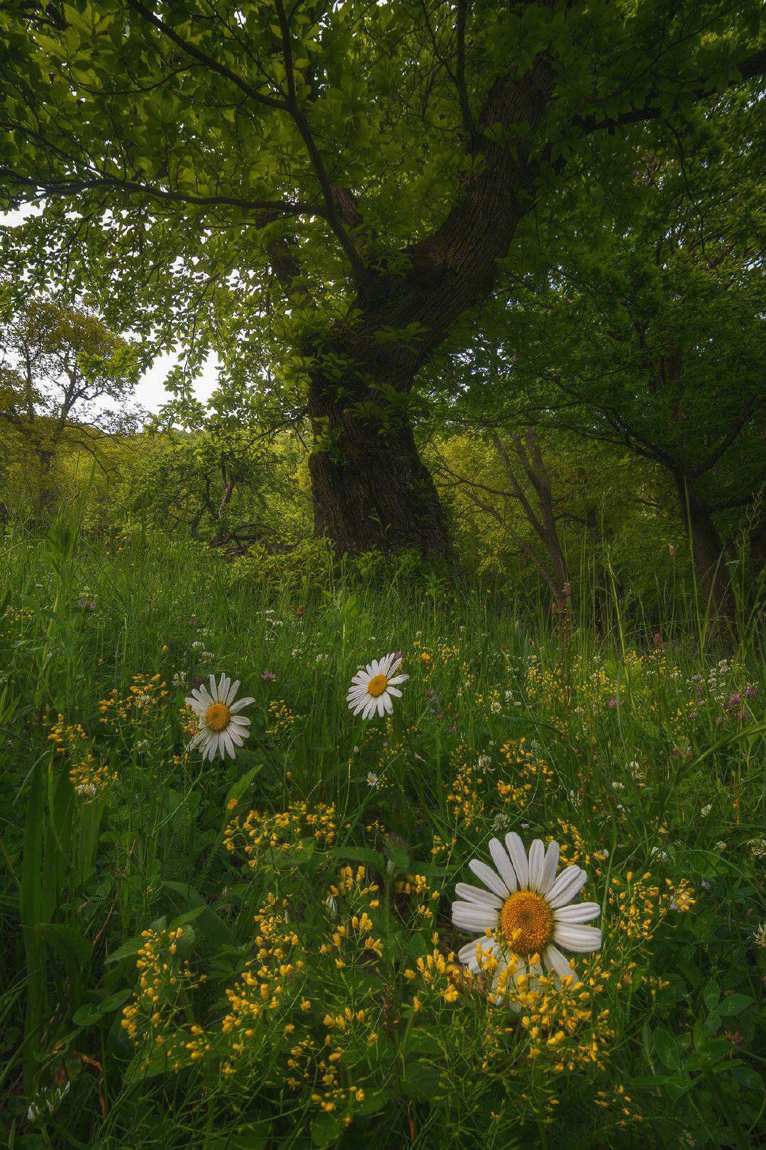 星座爱情观|感情中，如鱼得水的3个星座，总是能照顾好家庭
