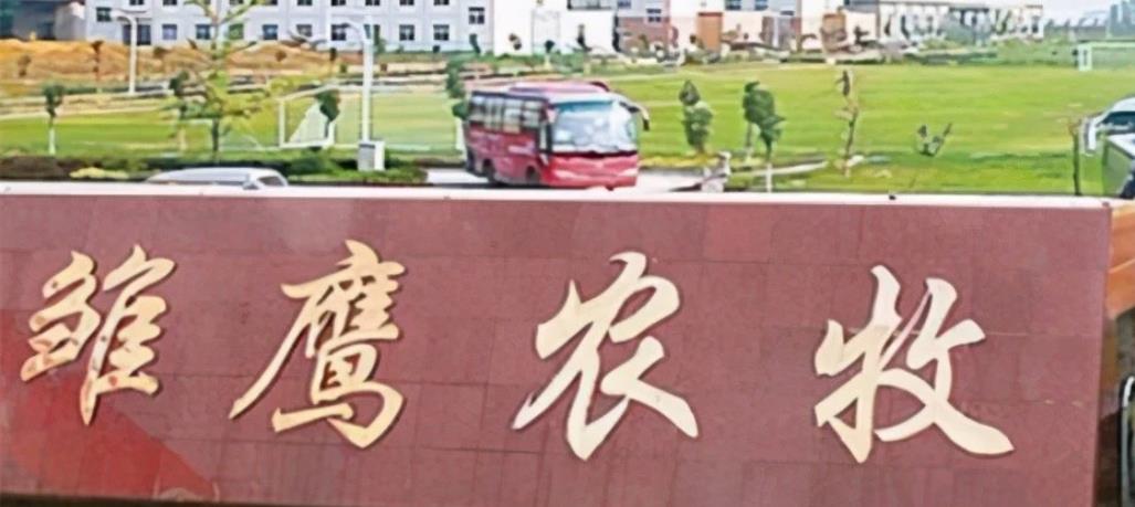 比特币 巨亏30亿!饿死270万头猪,养猪第一股到底发生了什么事?