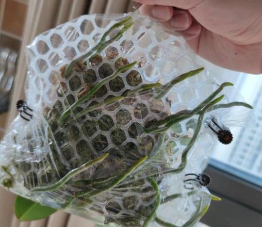 植萌|蝴蝶兰根不好，不妨用网兜住，再用保鲜膜保住，