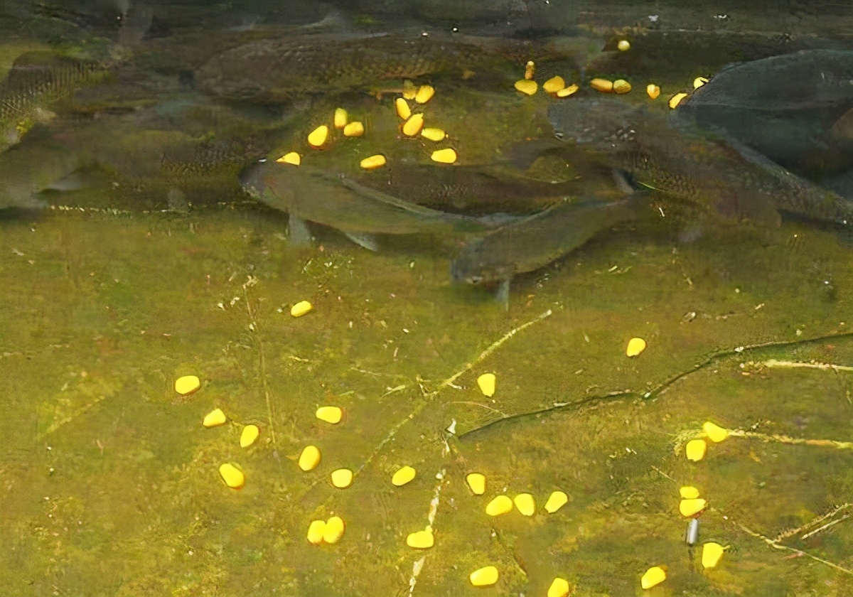 老鼠夹|学会有技巧的打窝，不仅发窝速度快，渔获更是不错