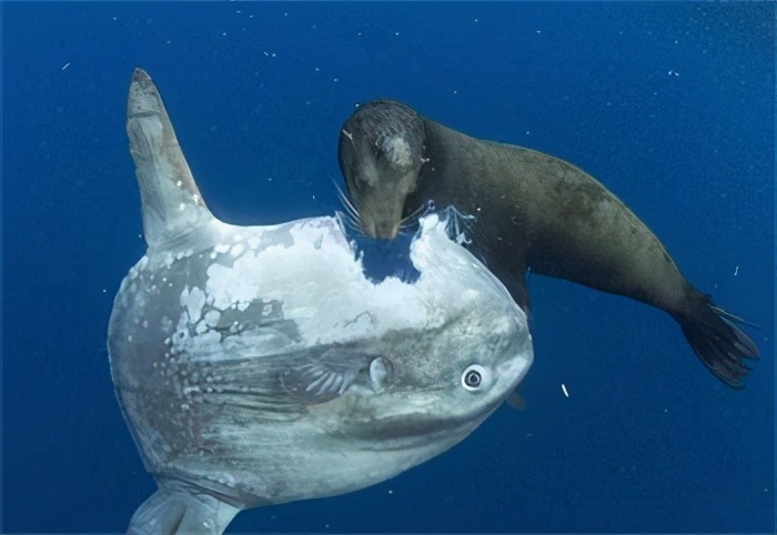 机械|不依靠重型机械，人类徒手钓上最大的鱼有多大？