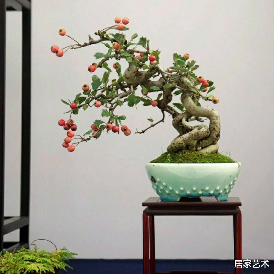 居家艺术 它是观果盆景中的极品,易造型好养活且寓意好