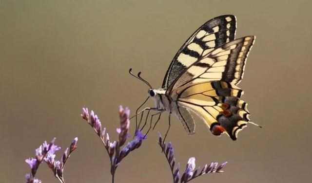 工业革命 为什么科学家用昆虫翅膀的起源质疑进化论？达尔文到底是对是错？