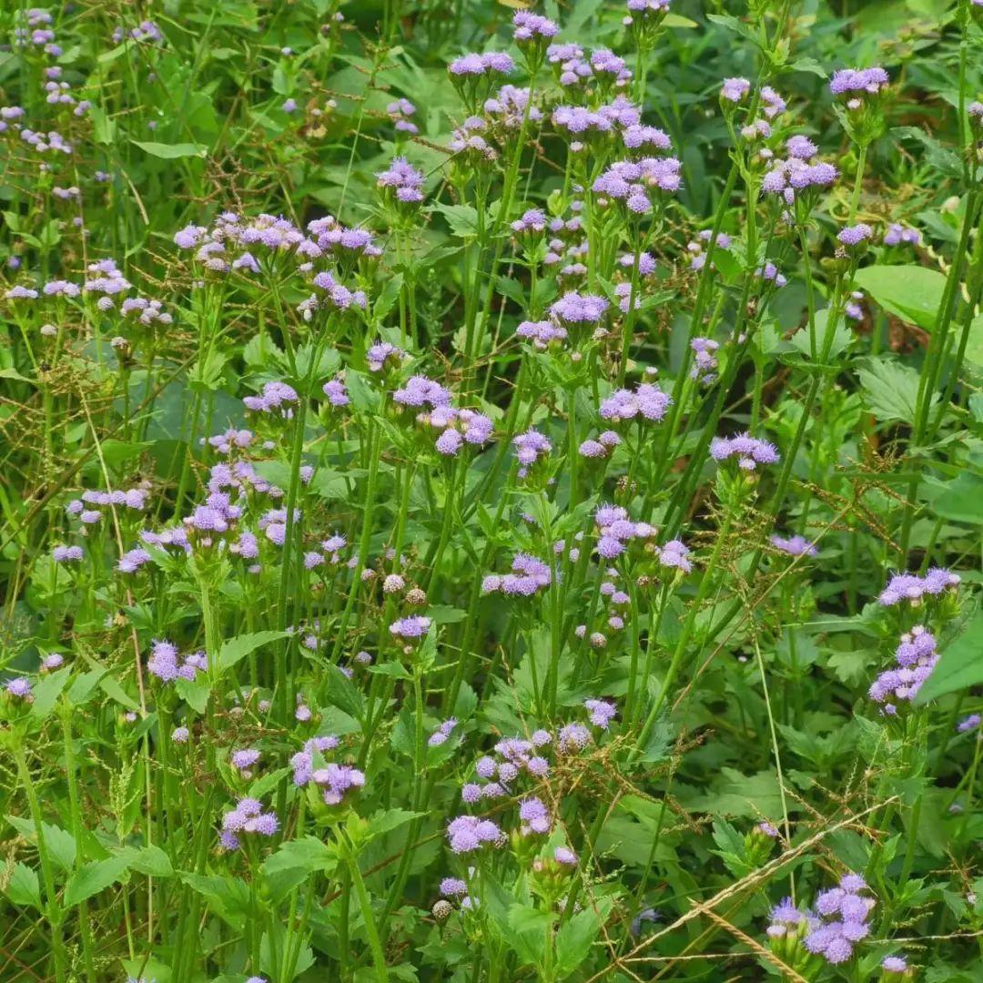  入侵植物爬进门，赶紧用开水烫死，不然就长疯了