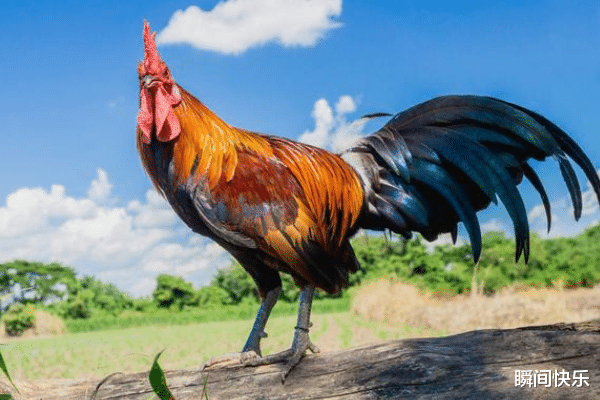 瞬间快乐|家中若有这3个生肖,8月必当鸿运加身,好运连连,贵人相助,闯出名堂