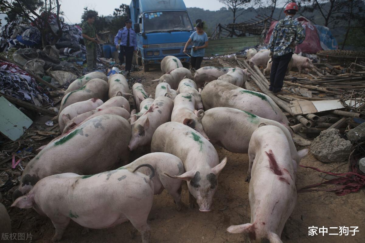 生猪价格 5月8日猪价：跌跌跌！下跌大势已定，端午能否跌回9元？预测来了