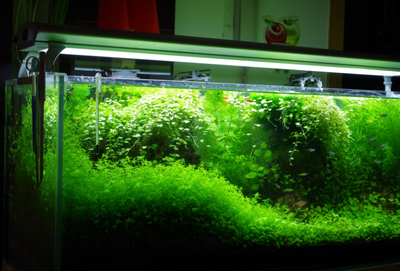 甲醛|风水大师耶朗鱼缸的摆放