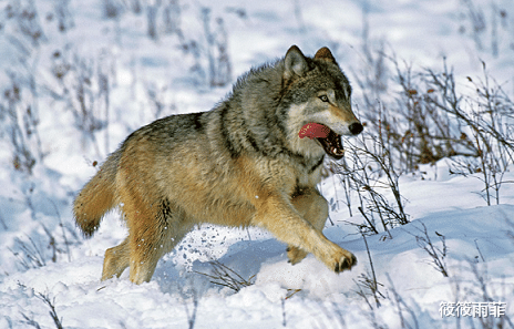 野生动物 野外遇到狼能不能转身逃跑？了解狼的这5个弱点，再做决定