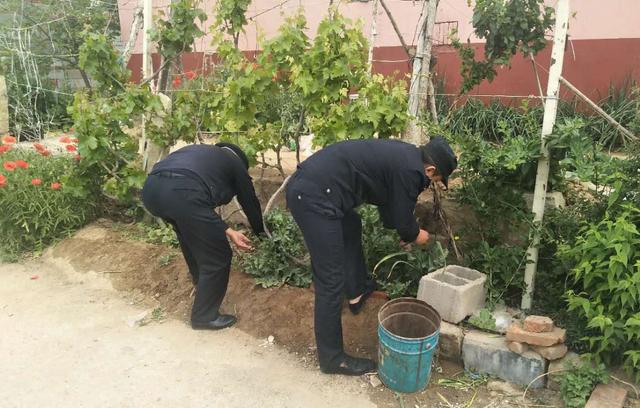 青岛信网 平度两村民在菜园非法种植罂粟数十棵 被治安处罚