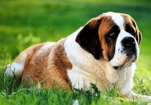 属狗|2022年生肖狗迎好运，能力得到领导赏识，拿到手的薪资成功翻倍