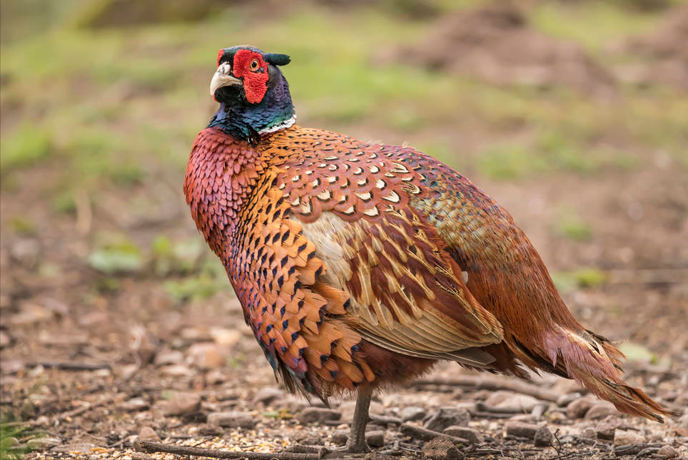 |钓鱼竟然钓到了羊还有野鸡，真是亏大了