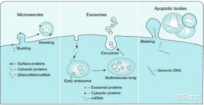  间充质干细胞外泌体——组织修复研究中的新宠