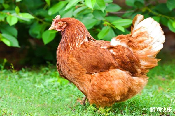 生肖|5月21日-5月26日，吉运上上签，好运挡不住，钱包鼓鼓的三生肖