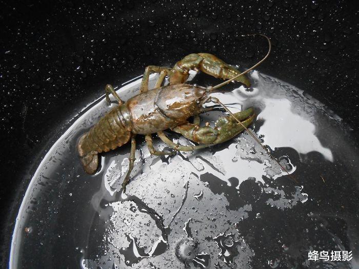 科学家 20张第一眼会看错的照片,食蚁兽看几遍都是大熊猫,眼睛怎么了