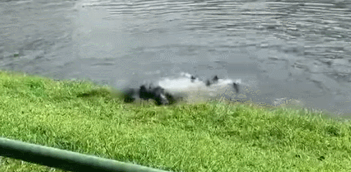 小明日常 恩怨情仇,新加坡两大水獭帮派的世纪之战