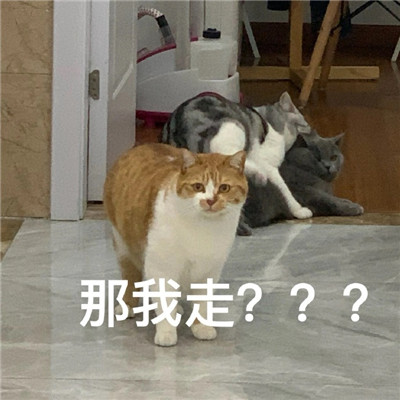 桉月|表情包：有什么八卦让我听听