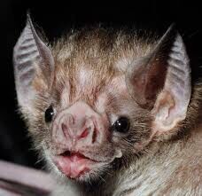 蝙蝠 世界十大吸血生物，你不知道的动物真面目！