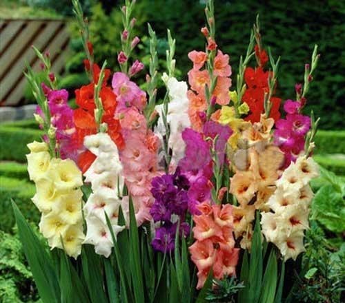 植物也有“鼻子”吗,它们也能闻到各种气味吗?