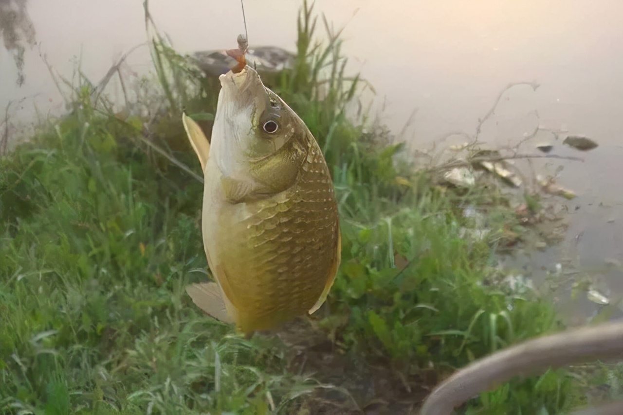 蜂蜜|用蚯蚓钓鱼时,用这款窝料打窝效果特好,可以算得上是绝配