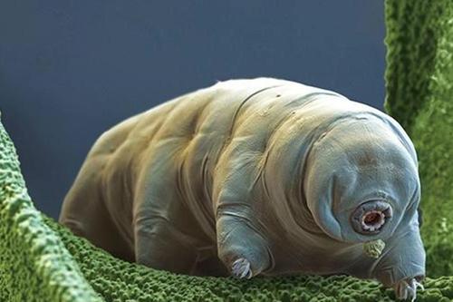 水熊 水熊虫：生命力最顽强的动物，或许只有太阳停止燃烧它们才会灭绝