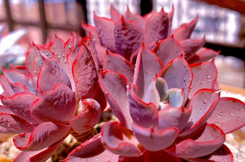 续约紫罗兰|秋天多肉状态不同摆放的位置也不一样,要因时制宜才能养得棒棒哒