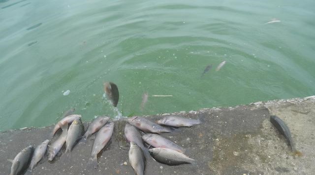 海南|海南江里禾花鲤泛滥成灾,钓鱼人:罗非鱼都被它们赶跑了