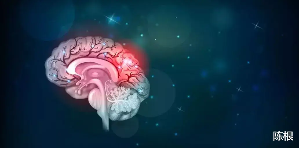 蛋白质 陈根：大脑皮层，提供睡眠调节新视角