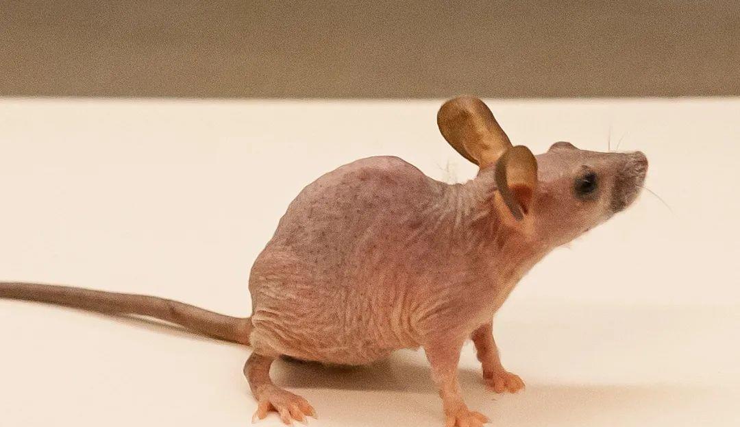 基因 你的毛囊干细胞它跑路了！科学家发现秃头新原因