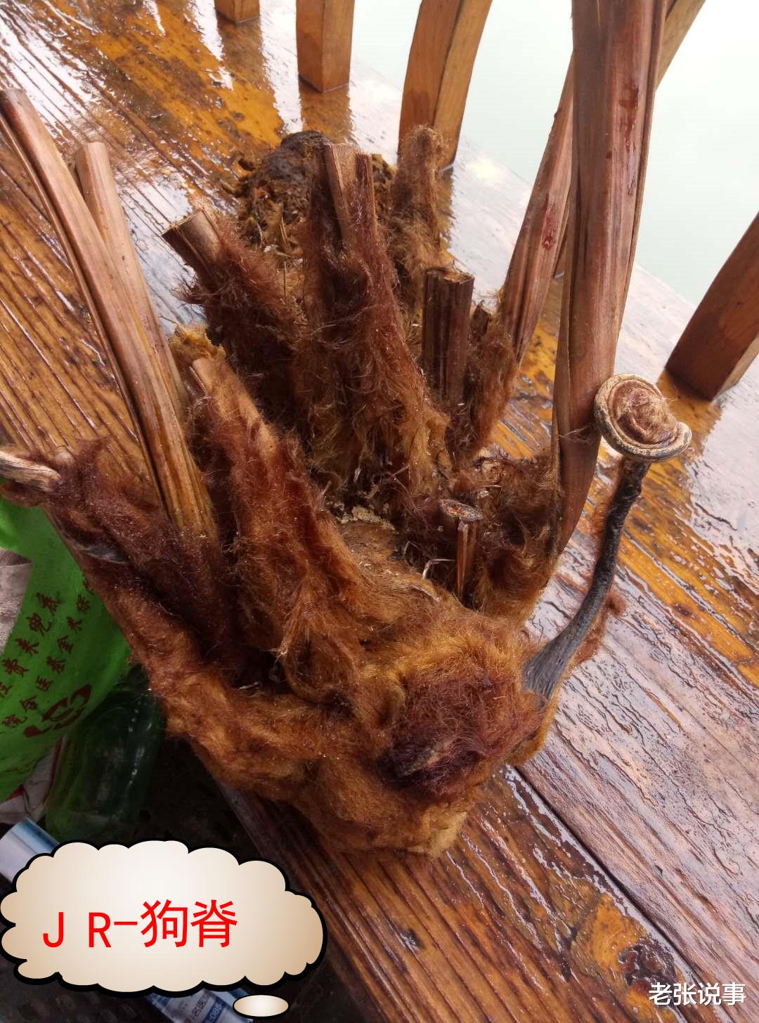 老张说事 中华草药之金毛狗脊