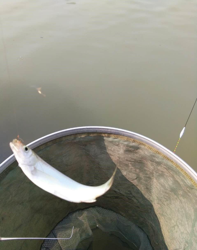 饵料|钓鱼人的痛楚：白条太嚣张；坦然面对，用好这几招，钓白条也快乐