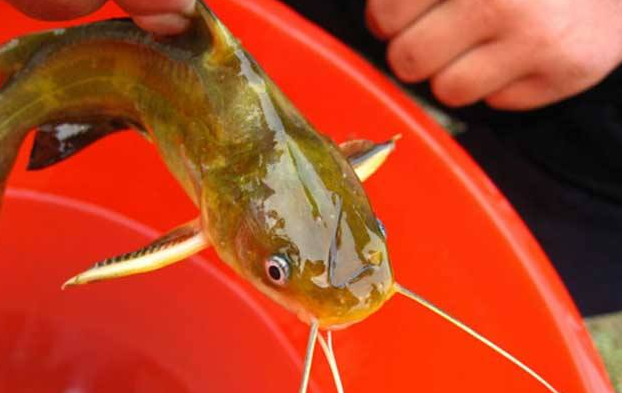 朝鲜|黄颡鱼刺一下,手指却被截肢,黄辣丁这么厉害么?其实还怪自己