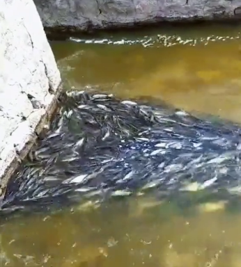 非法捕捞|钓鱼为何要找缓流, 答案就在图里! 找到缓流回水湾, 就是找到了鱼窝