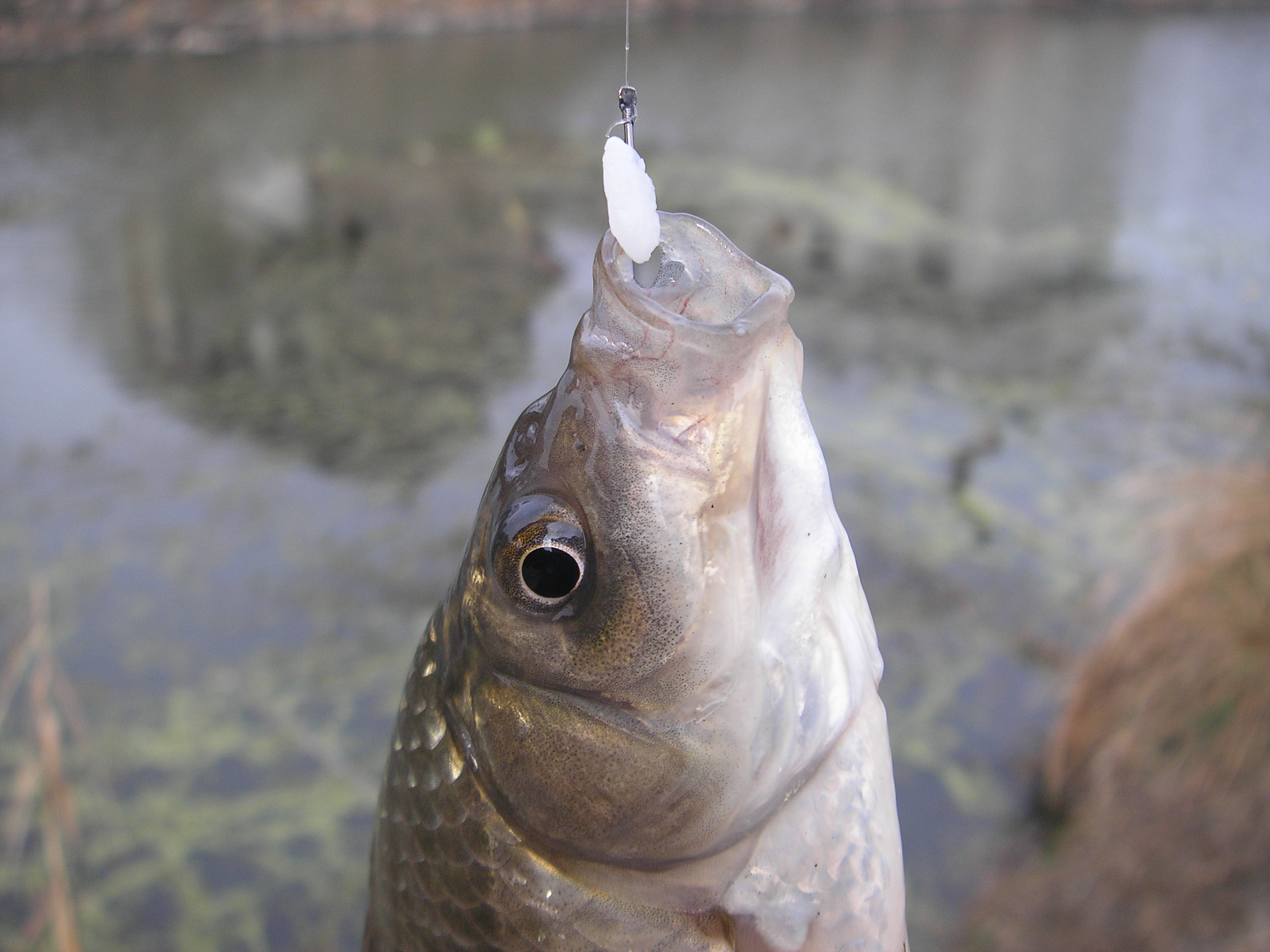 |谁说钓鱼没有玄学，这几个邪门规律，只要是个钓鱼人，就都经历过