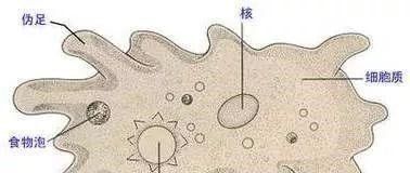 3个地球超级生物,强大到不惧怕核武器,一个已经被送入太空生存