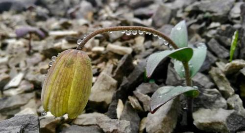 横断山脉|横断山脉有一种植物,为了躲避人类的采摘,悄悄学会了“伪装”