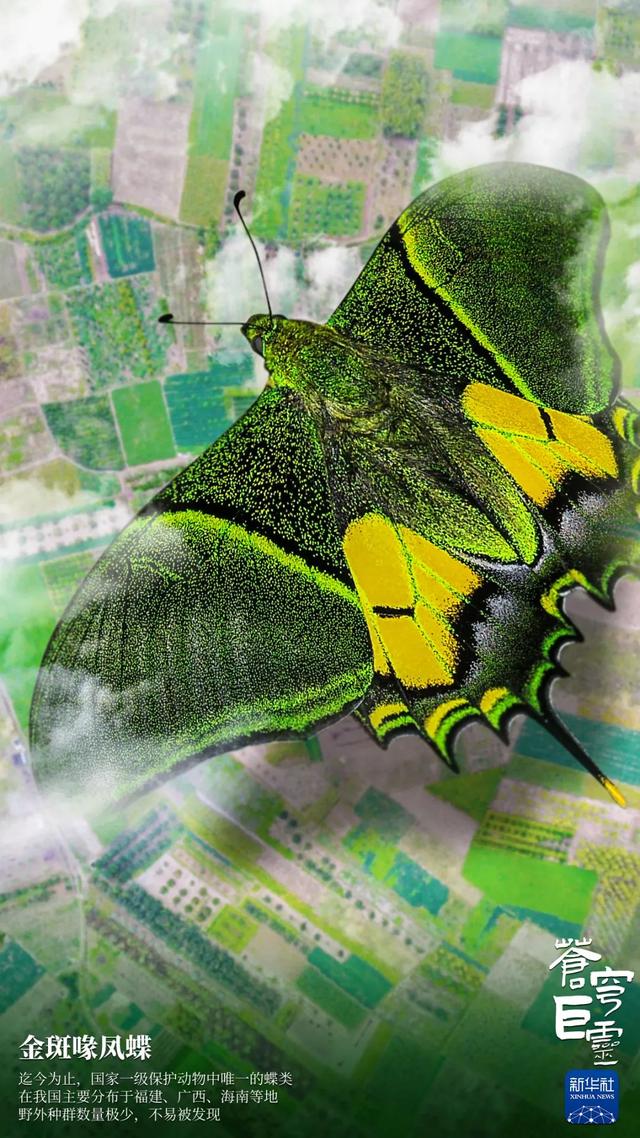  苍穹巨灵！每种生命都不渺小！这些珍稀物种值得我们关注