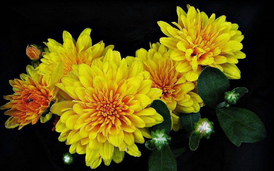 生肖|4月,鸿运当头的生肖,爱情与事业蒸蒸日上