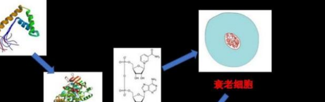 |富豪为完成活到120岁的心愿，3个月换一次血，科学证明：确实有效