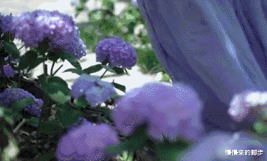 李子柒|李子柒破吉尼斯纪录：她，不是没有欲望……