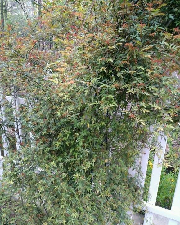 说说家装那点事儿|庭院养花，木香花是首选，花期开放时间长，春夏季节不招虫