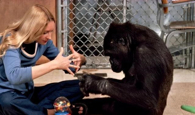  大猩猩和婴儿一起长大，认为自己是一个人，9个月后赶紧终止实验