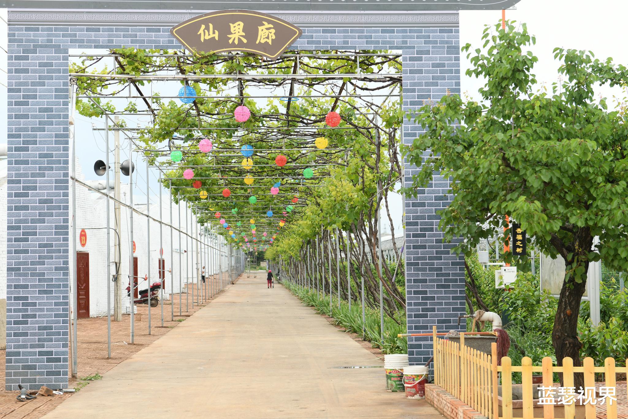 蓝瑟视界 陕西铜川大樱桃 夏日艳阳的味道 采摘攻略收好了