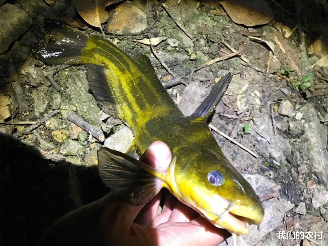 猪肝|黄辣丁(黄骨鱼)这样钓,一晚可以钓上百条,关键一步在这里