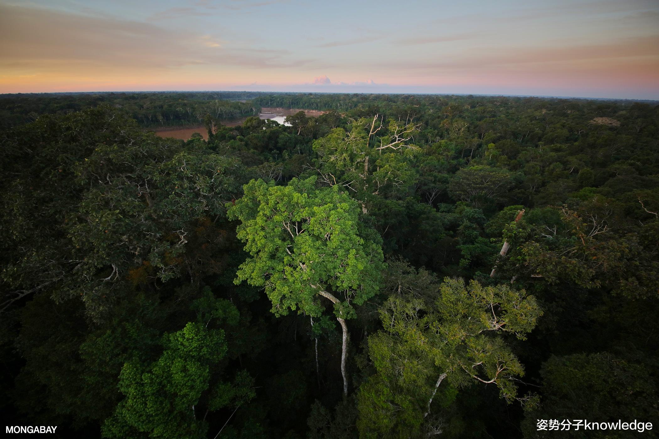  10000种生物面临灭绝，从天堂到地狱，亚马孙热带雨林仅一步之遥