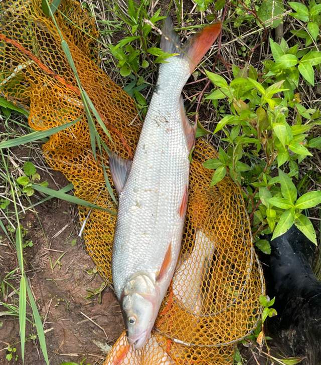 |有钓鱼佬认识这种鱼吗？汉江河鱼获95%全是这种鱼