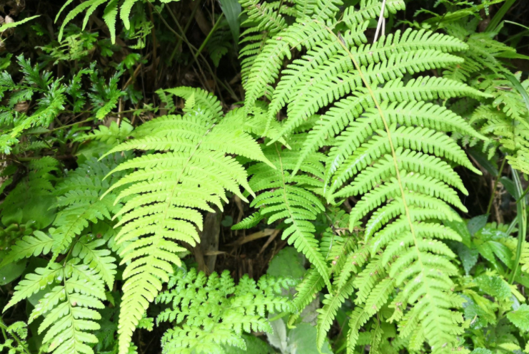蕨类植物:21 世纪景观的古代植物