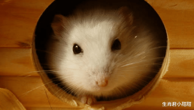 监控视频|运势旺到爆表钱财接到手软，生肖鼠排除万难，直挂云帆济沧海