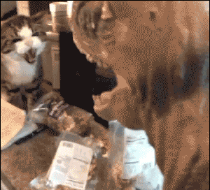 |“你们见过这样的猛男水杯吗？一定是全办公室最亮眼的了”