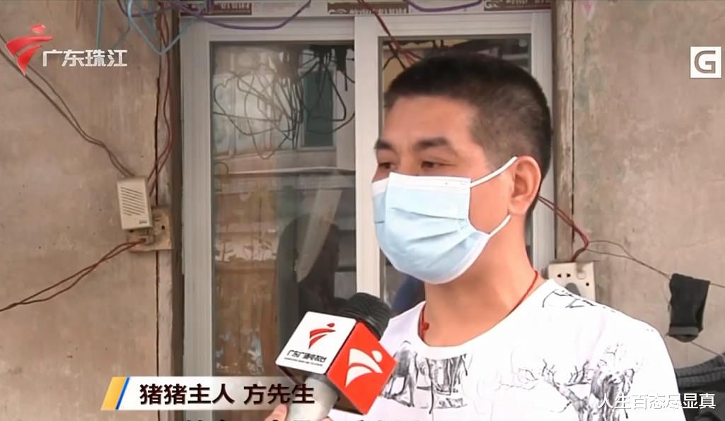 人生百态尽显真 广东小伙的无奈，宠物“小香猪”长到200多斤，急求好心人收养